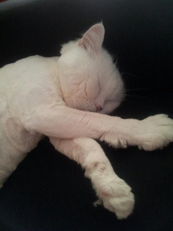 MPalaguer's tweet photo. http://t.co/7OBVlVRlw7
