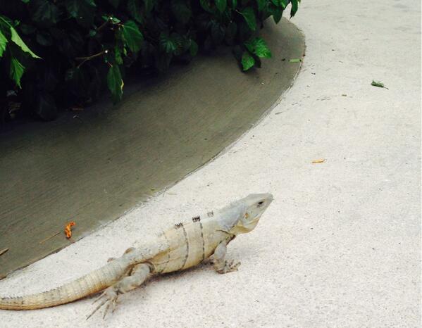kbotero's tweet photo. Meet the official #STTS14 mascot http://t.co/WqGJcYERgp