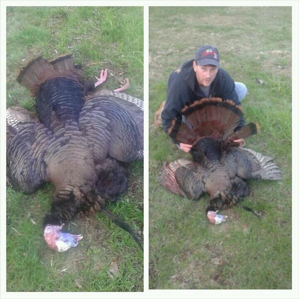 chrisbentleysr's tweet photo. 2 scratches of my @BeavrCreekCalls this tom can in struttin my @passthruarrows and my @XitBroadheads finished the job http://t.co/kenoajRdg4