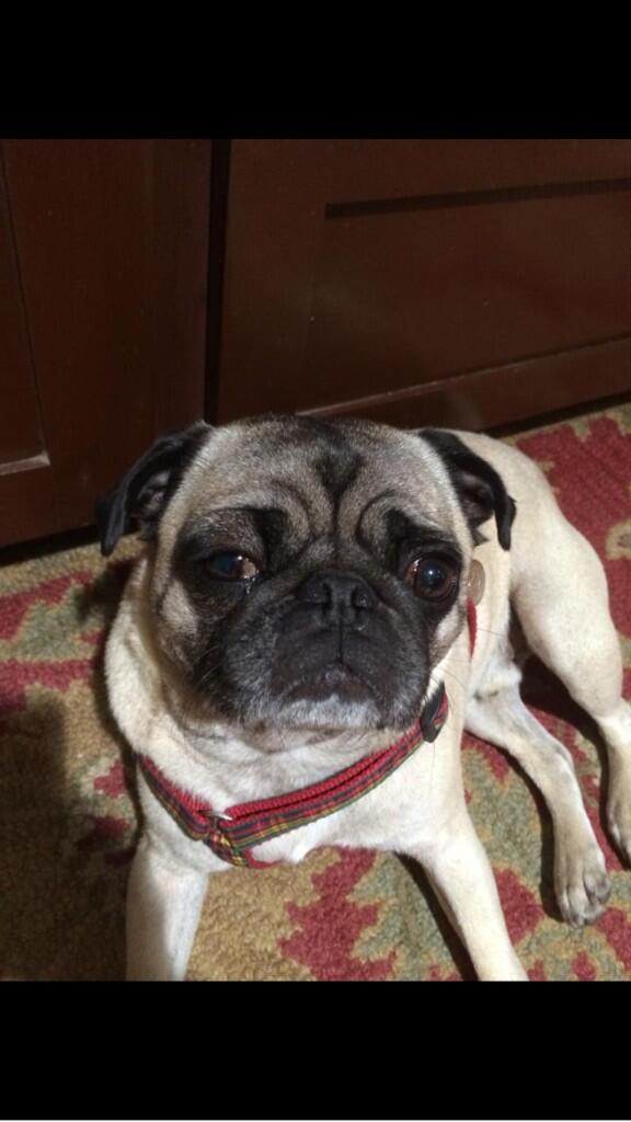 ilikepugdaily's tweet photo. I got stinged by a bee today, guess I'm just a pug 😜😋 #hangingupthewings http://t.co/mc8nVL3wwU