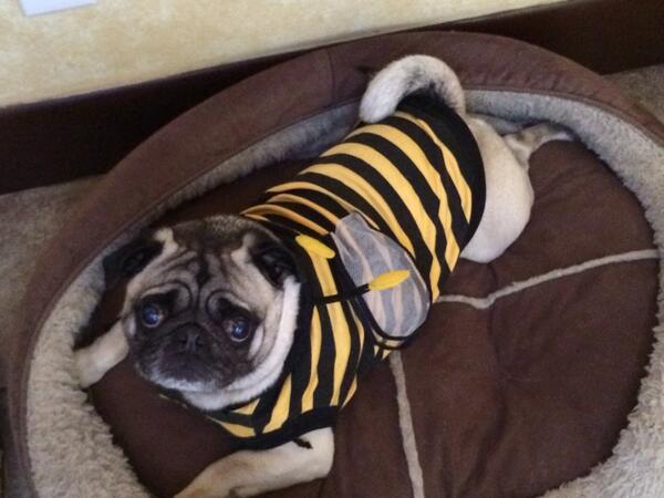 ilikepugdaily's tweet photo. I got stinged by a bee today, guess I'm just a pug 😜😋 #hangingupthewings http://t.co/mc8nVL3wwU