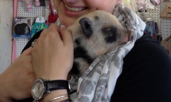 MrsImmel's tweet photo. My new friend #minipig http://t.co/Hq6OThkwH7