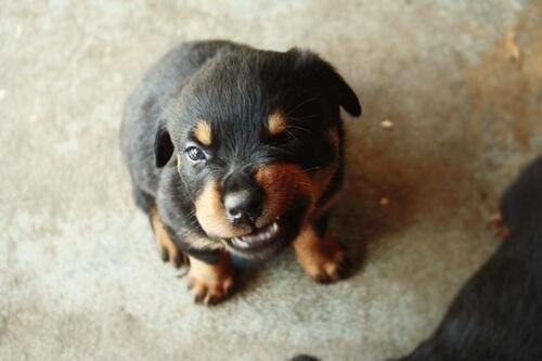 I'm learning how to growl