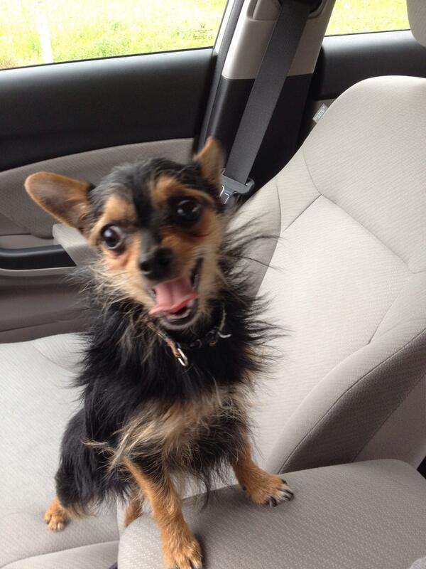 TimbitOlive's tweet image. I love car rides tithe dog park - Timbit.