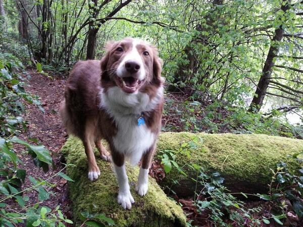 Teri_L's tweet photo. Had a 30 min dry window between downpours and took a good walk with @TheLakePack #timingiseverything http://t.co/f2bFMnkFiE