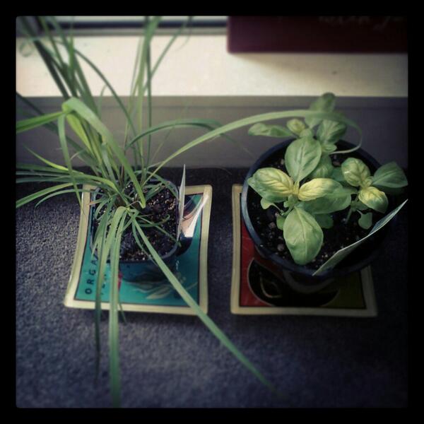 Lemongrass and basil added to my apartment garden. Growing my wee urban jungle. #cbdlife #auckland