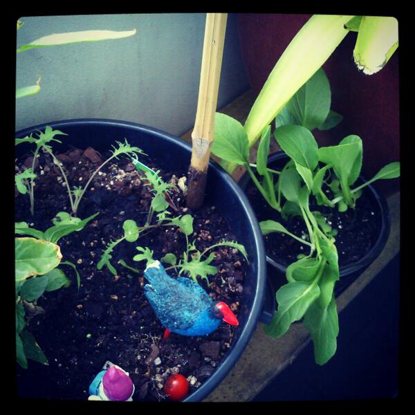Autumn planting - bok choy, kale and peppers. Apartment garden. #cbdlife #urbanlife #auckland