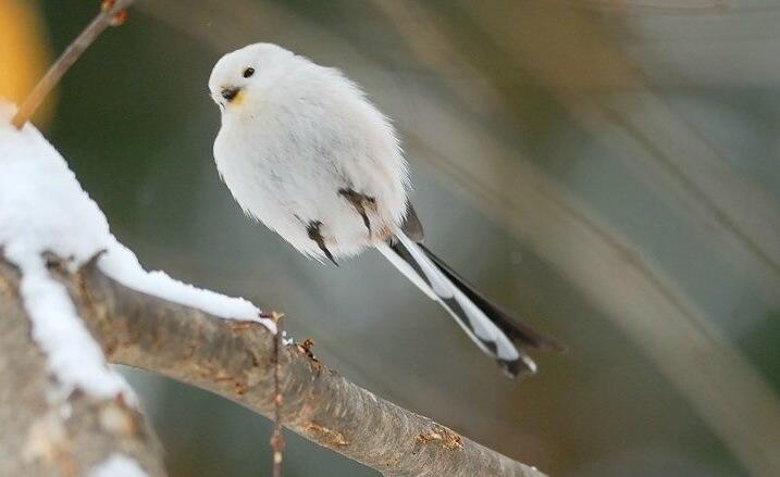 シマエナガさん Twitterissa 飛んで ない 跳 ね て るwww T Co Xi3axrphgg 鳥 シマエナガさん Twitterissa 飛んで ない 跳 ね て るwww T Co Xi3axrphgg 鳥