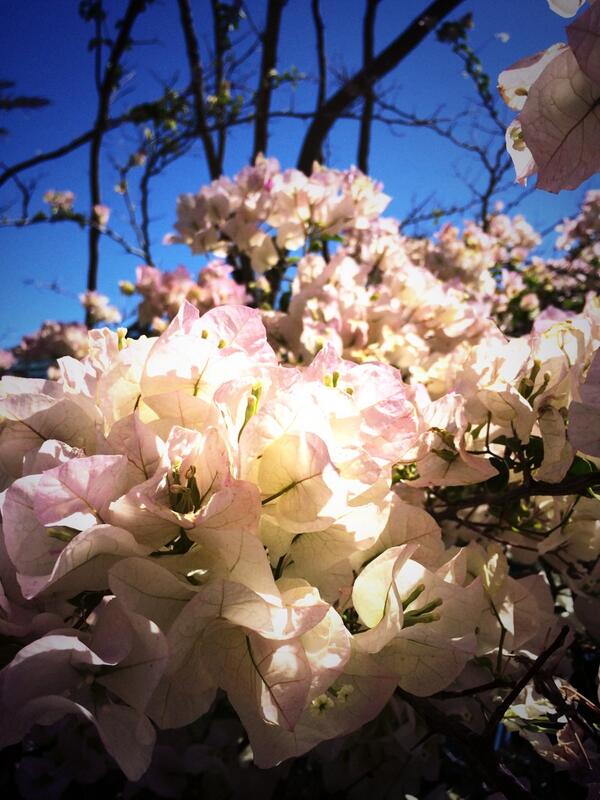 lpoucan's tweet image. Bon dimanche #toutdoux
#battleflowers