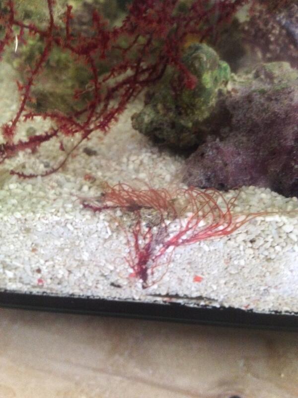 BMFandC's tweet image. Hey guys, if there is anything that you have questions with when it comes to marine fish and corals; ask away!