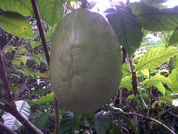 Giant passion fruit