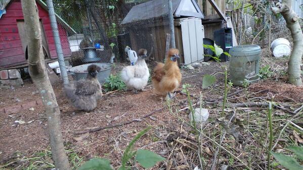 Keelah's chooks celebrating World @PermacultureDay #PeoplePoweredFood #IPD2014