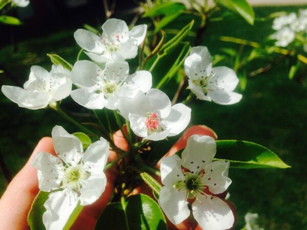 qstjv's tweet image. 🌸 #beautifulspring