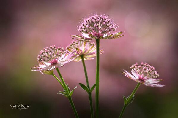 piantevivai's tweet photo. #Astrantia major var. rosea, http://t.co/V5csaoGhJz. Foto Carlo Ferro http://t.co/UVOrnWsC7J