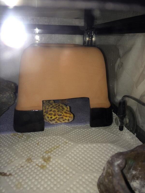 ジャロ氏を迎えてから、はや五ヶ月、体が1.5倍近くでかくなった上、肉付きもよくなったからシェルターMをシェルターLにランクアップしました。