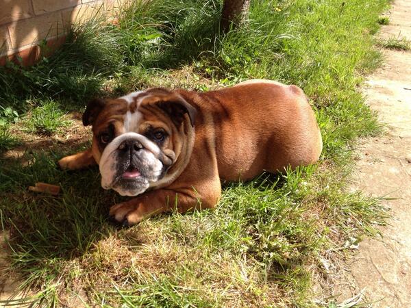 PaulTolin's tweet photo. Charley relaxing in the sun http://t.co/FvnFjhOf1A