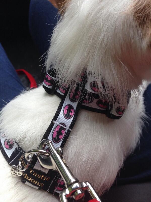 lilagrumpy's tweet photo. Retro puppy! http://t.co/7qMcB0I56Y