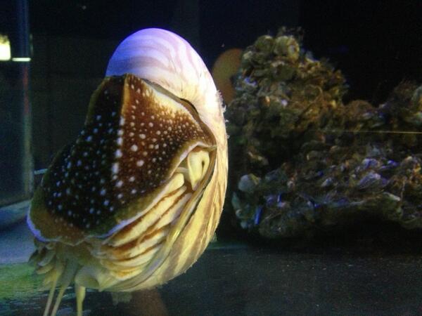 guy_akares's tweet photo. หอยงวงช้าง (nautilus) สัตว์ดึกดำบรรพ์ที่ยังมีชีวิตอยู่ ซึ่งเป็นกุญแจสู่การผลิตมุกอันล้ำค่า http://t.co/GuG5XZe3qV