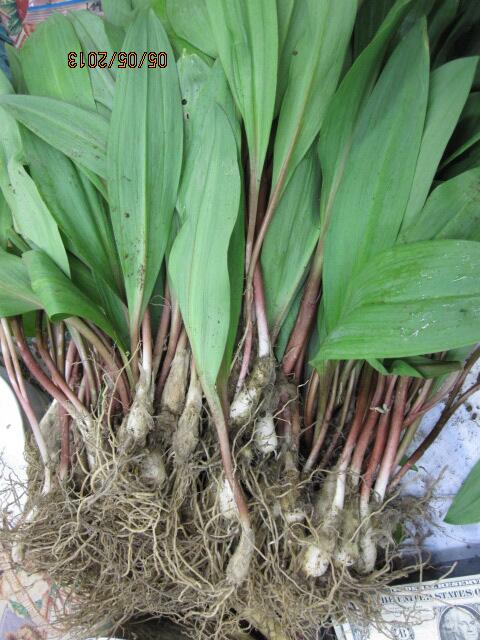 Ramps! Fresh young garlic! These early spring crops are gone in a blink; Brighton Farmers Market has them today 5/4!