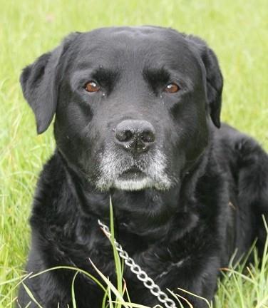 NieuwsuitBerkel's tweet photo. Deze lieve labrador is op zaterdag 3 mei gevonden aan de Graaf Wichmanstraat in Borculo. Van wie is deze hond? http://t.co/43v0cdynFp