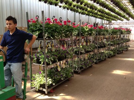 Some 12" Laurel HB's headed to Home Depot