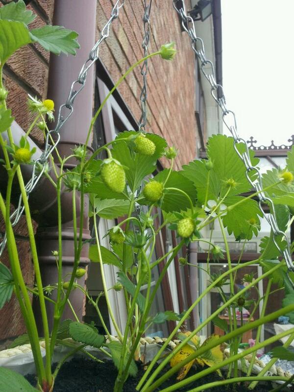 bigaltennis7's tweet image. Ruby's strawberry coming on nicely #firstgo