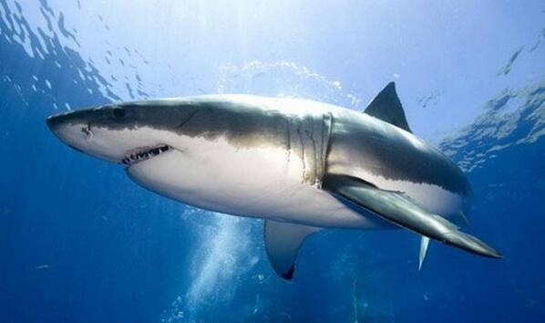 Un pequeño insecto es más letal para el hombre que el tiburón… descúbrelo aquí  bit.ly/1iWzXnY