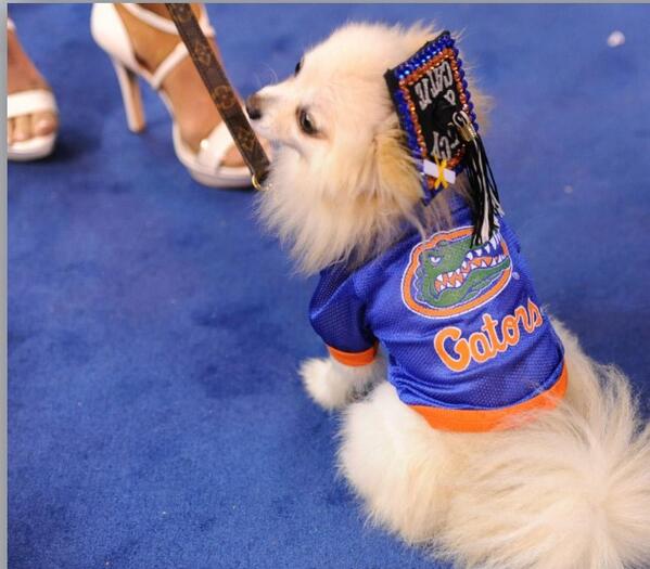 University of Florida Dog Jersey