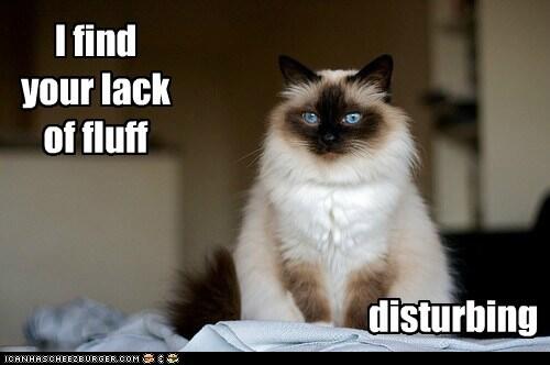 CatFoodBreath's tweet photo. #StarWarsDay http://t.co/4WUNevDItX