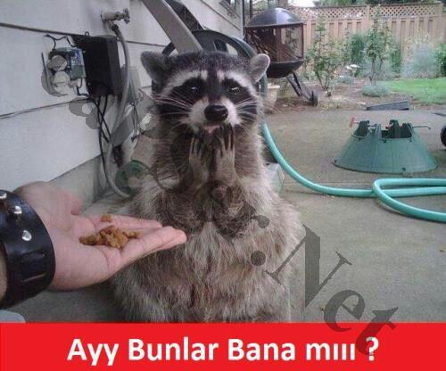 CapserNet's tweet image. Günaydın  efenim