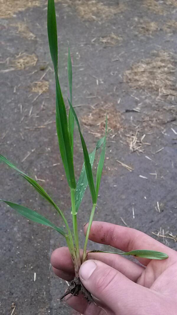 The sebastian going well