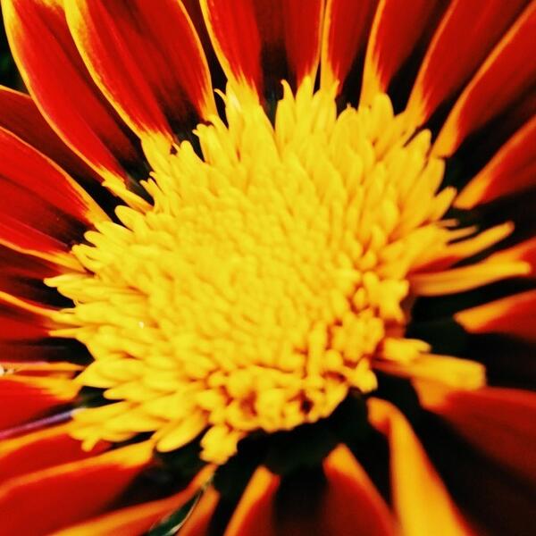 HowardLask's tweet image. Ariel's flower