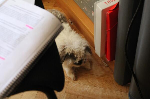 NatsMadriz's tweet image. Mi sombra tiene dos orejotas y bigotes #timeStudy #miChico &amp;lt;3