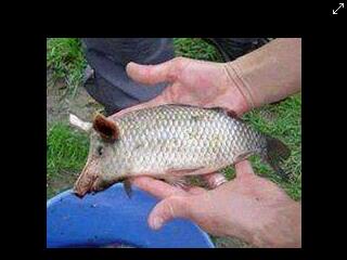 ThandoSnipes's tweet photo. Tngs Van Der Merve Nd Hs Frndz Catch @ The Vaal Dam,Hmmmm http://t.co/NqC8V9mLlC