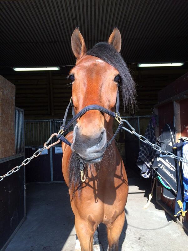 Coldtown laddar inför dagens V75-start.