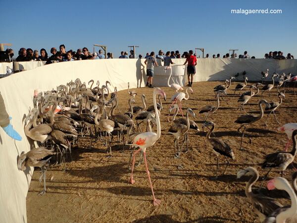 malagaturismo's tweet photo. Reportajes, experiencias en málaga... http://t.co/kQElnW0kYk  @07_cristi #turismo, #malagadespierta #malagaturismo http://t.co/PvC9SAcI6t