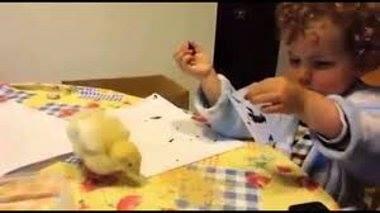 "La que has liado, pollito", el vídeo que triunfa en las redes diariocordoba.com/videos/gente/l…