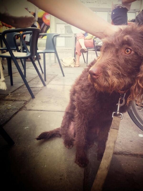 DogaboutBath's tweet photo. I wasn't too sure about the Samba last night-too noisy! The steel band was good because I danced with @MissWindswept! http://t.co/4xEv9kCyS1