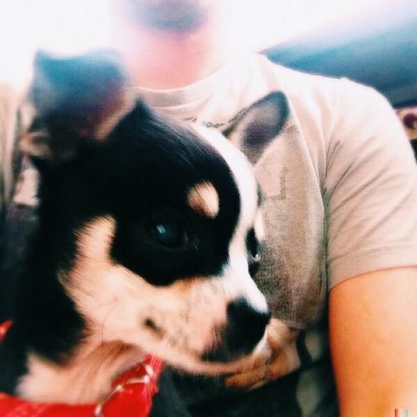 Tim_bcs's tweet image. Flashman