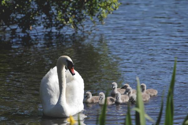 White & Bell tweet media