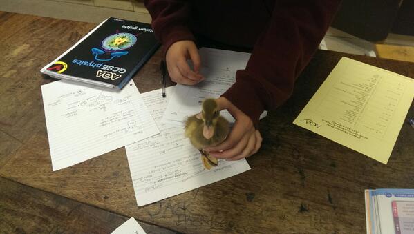 Hanham Woods Academy ๐ณ๏ธโ๐ (@hanhamwoods) on Twitter photo After helping @hhsyear11 revise #gcse physics what do <a href="/HanhamScience/">Hanham Woods Science</a> ducklings do at weekends? bit.ly/1k9b1tC After helping @hhsyear11 revise #gcse physics what do <a href="/HanhamScience/">Hanham Woods Science</a> ducklings do at weekends? bit.ly/1k9b1tC