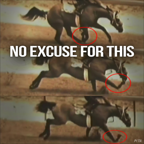 Watch the secret world of horse racing drugs, breakdowns, death