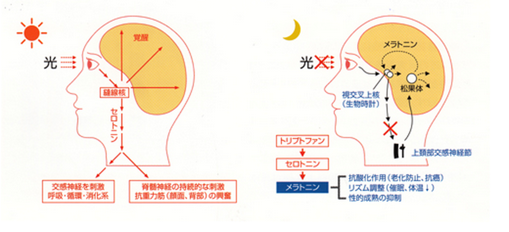 ゴロ 解剖生理イラスト セロトニンとメラトニンがつくられる仕組み Http T Co Kvddraqptf Twitter