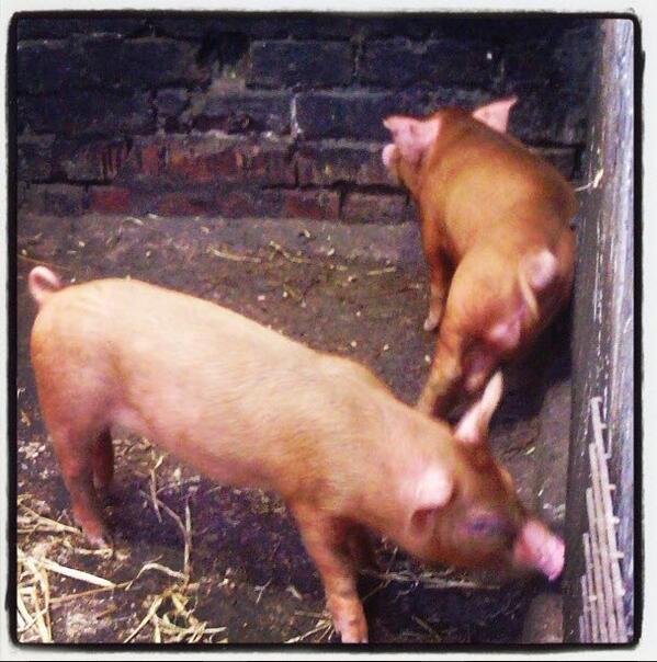 Showing my support for #SaveHomeFarm today! Had a fab day at <a href="/CroxtethFarm/">Croxteth Park Farm</a>. The piglets were too funny #bumscratching