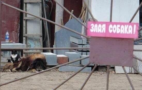 olgan78's tweet image. Злая собака!))