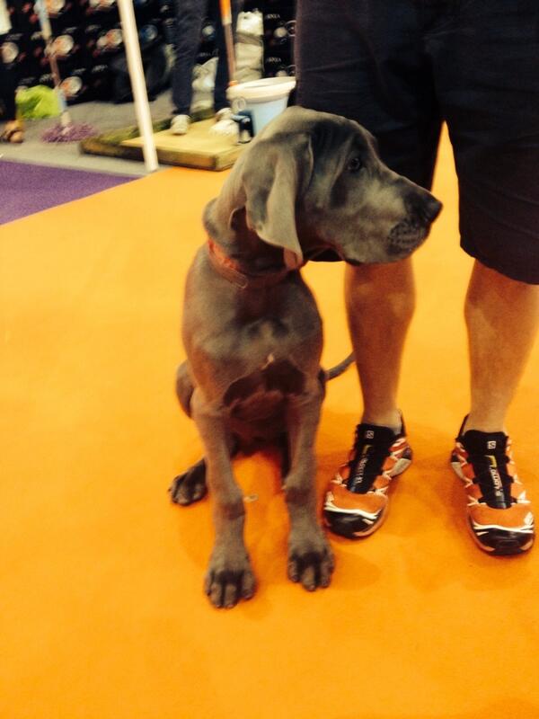 PetsPyjamas's tweet photo. We just had the pleasure of meeting Charlie the gorgeous Great Dane puppy #toocute #londonpetshow http://t.co/2nC4Uiq2oR