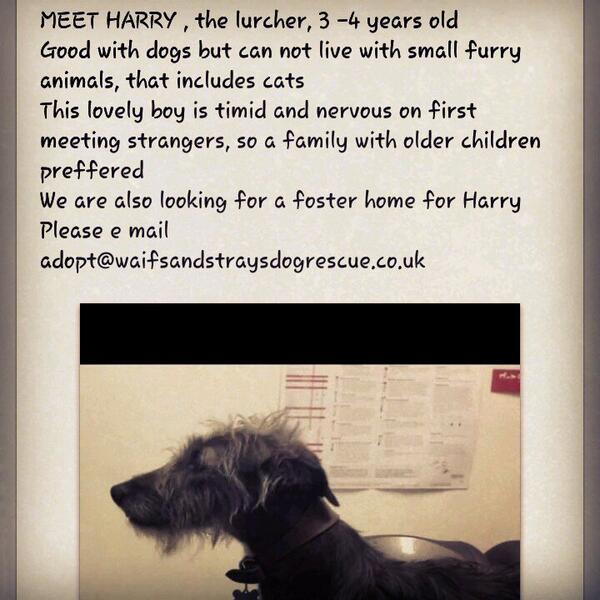 Waifs & Strays (@waifsandstrays2) on Twitter photo 
