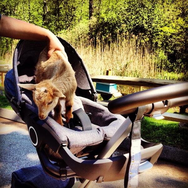 StokkeBaby's tweet photo. All species of kids ❤️Stokke @SM_NC #Springfest2014 http://t.co/S3kdsYgPVG