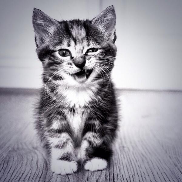 CoreDayzz's tweet image. 