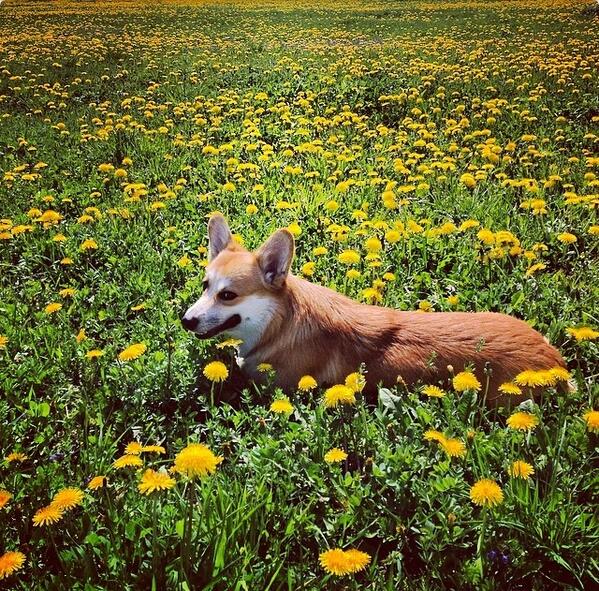 лиса в одуванчиках